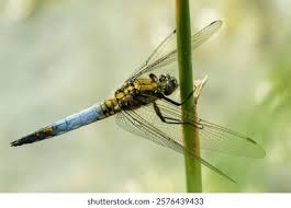 Attēlu rezultāti vaicājumam “Orthetrum cancellatum”