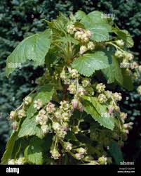 Attēlu rezultāti vaicājumam “Ribes nigrum flower”
