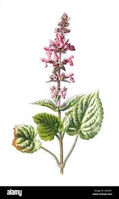 Attēlu rezultāti vaicājumam “Stachys sylvatica flower”