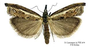 Attēlu rezultāti vaicājumam “Platytes alpinella”