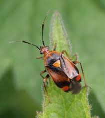 Attēlu rezultāti vaicājumam “Deraeocoris ruber”