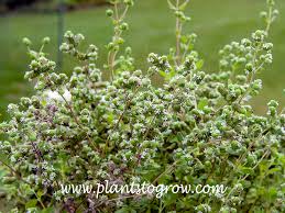 Image result for Origanum majorana