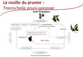 Attēlu rezultāti vaicājumam “Tranzschelia pruni-spinosae spores”