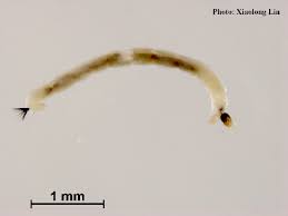 Attēlu rezultāti vaicājumam “Tanytarsus”