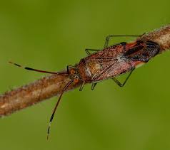 Attēlu rezultāti vaicājumam “Pantilius tunicatus imago”