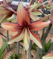 Attēlu rezultāti vaicājumam “Amarillidaceae”