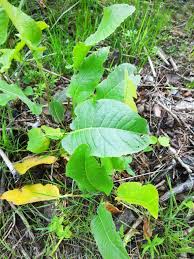 Attēlu rezultāti vaicājumam “Rorippa amphibia leaf”