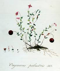 Attēlu rezultāti vaicājumam “Oxycoccus palustris flower”