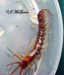 Attēlu rezultāti vaicājumam “Lithobius forficatus”