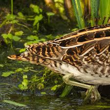 Attēlu rezultāti vaicājumam “Gallinago gallinago eggs”