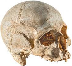 Image result for elongated skulls