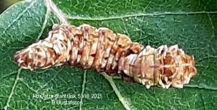 Attēlu rezultāti vaicājumam “Falcaria lacertinaria”