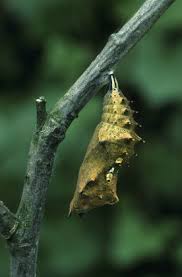 Attēlu rezultāti vaicājumam “Nymphalis pupa”