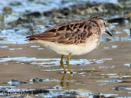 Image result for Calidris subminuta