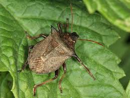 Attēlu rezultāti vaicājumam “Picromerus bidens”