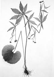 Attēlu rezultāti vaicājumam “Ranunculus elatior”