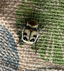 Attēlu rezultāti vaicājumam “Trichius fasciatus imago”