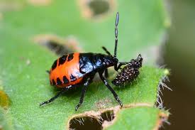 Attēlu rezultāti vaicājumam “Zicrona caerulea”