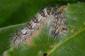 Attēlu rezultāti vaicājumam “Acronicta megacephala larva”