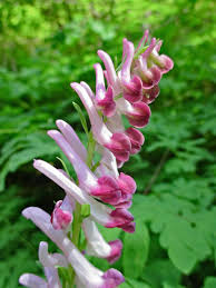 Attēlu rezultāti vaicājumam “Corydalis”