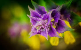Attēlu rezultāti vaicājumam “Melampyrum nemorosum flower”