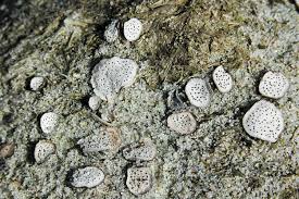 Attēlu rezultāti vaicājumam “Poronia punctata”