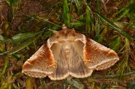 Attēlu rezultāti vaicājumam “Habrosyne pyritoides”