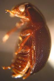 Attēlu rezultāti vaicājumam “Anisotoma humeralis”