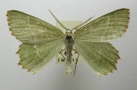 Attēlu rezultāti vaicājumam “Thalera fimbrialis”