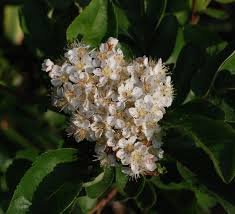 Attēlu rezultāti vaicājumam “x Sorbaronia fallax”