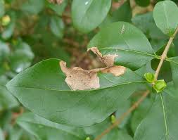 Attēlu rezultāti vaicājumam “Gracillaria syringella larva”