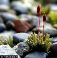 Attēlu rezultāti vaicājumam “Bryum”