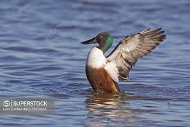 Attēlu rezultāti vaicājumam “Anas clypeata”