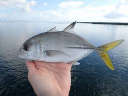 Image result for Caranx latus