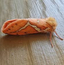 Attēlu rezultāti vaicājumam “Hepialidae”