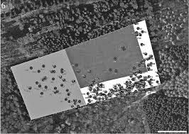 Attēlu rezultāti vaicājumam “Diderma testaceum young”