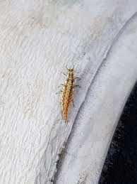 Attēlu rezultāti vaicājumam “Euura brevicornis larva”