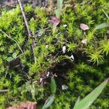 Attēlu rezultāti vaicājumam “Grimmia muehlenbeckii”