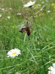 Attēlu rezultāti vaicājumam “Aculepeira ceropegia”