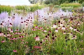 Image result for Piet Oudolf