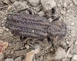 Attēlu rezultāti vaicājumam “Zopheridae”