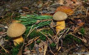 Attēlu rezultāti vaicājumam “Suillus variegatus”