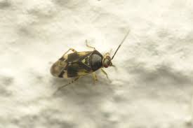 Attēlu rezultāti vaicājumam “Orthops basalis”