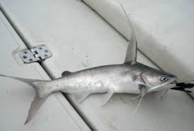 Image result for Bagre marinus