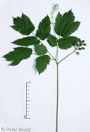 Attēlu rezultāti vaicājumam “Actaea spicata”