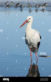 Attēlu rezultāti vaicājumam “Ciconia ciconia adult”