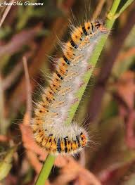 Attēlu rezultāti vaicājumam “Lasiocampa trifolii”