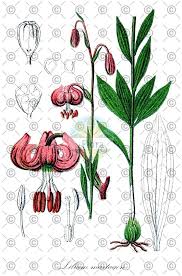 Attēlu rezultāti vaicājumam “Lilium martagon fruit”