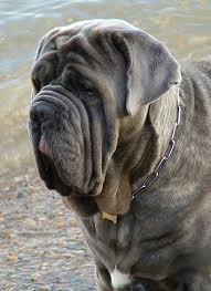 Image result for ugliest dog
