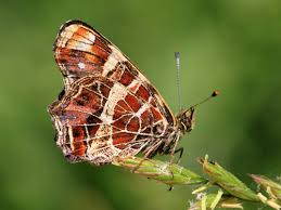 Attēlu rezultāti vaicājumam “Araschnia levana”